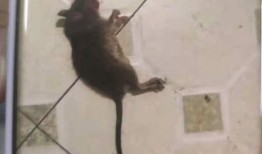 最新老鼠爆料新闻视频,揭秘视频背后的惊人真相