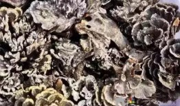 野生菌爆料视频大全最新,探寻大自然的神秘馈赠