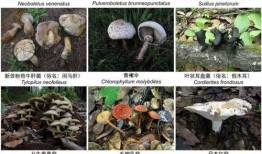 野生菌爆料视频大全最新,探寻大自然的神秘馈赠