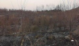 狮子山爆料视频最新版在线观看,揭秘背后真相，在线观看不容错过