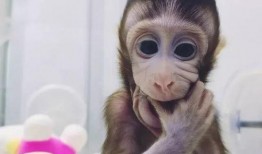 猴子爆料最新消息视频,揭秘最新视频背后的惊人真相