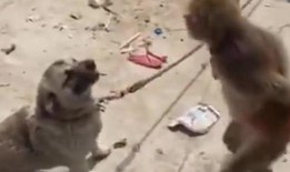 猴子爆料最新消息视频,揭秘最新视频背后的惊人真相