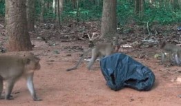 猴子爆料最新消息视频,揭秘最新视频背后的惊人真相