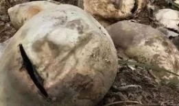 方山吃瓜最新事件爆料,最新爆料揭露惊人内幕