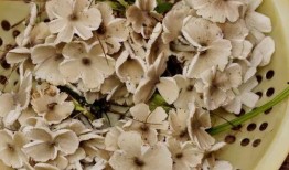 野生菌爆料视频大全最新,探寻大自然的神秘馈赠